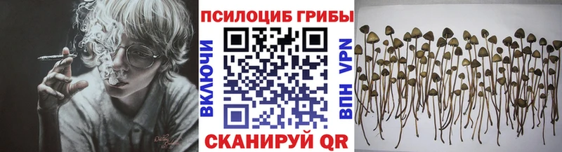 купить цена Бокситогорск Псилоцибиновые грибы MAGIC MUSHROOMS